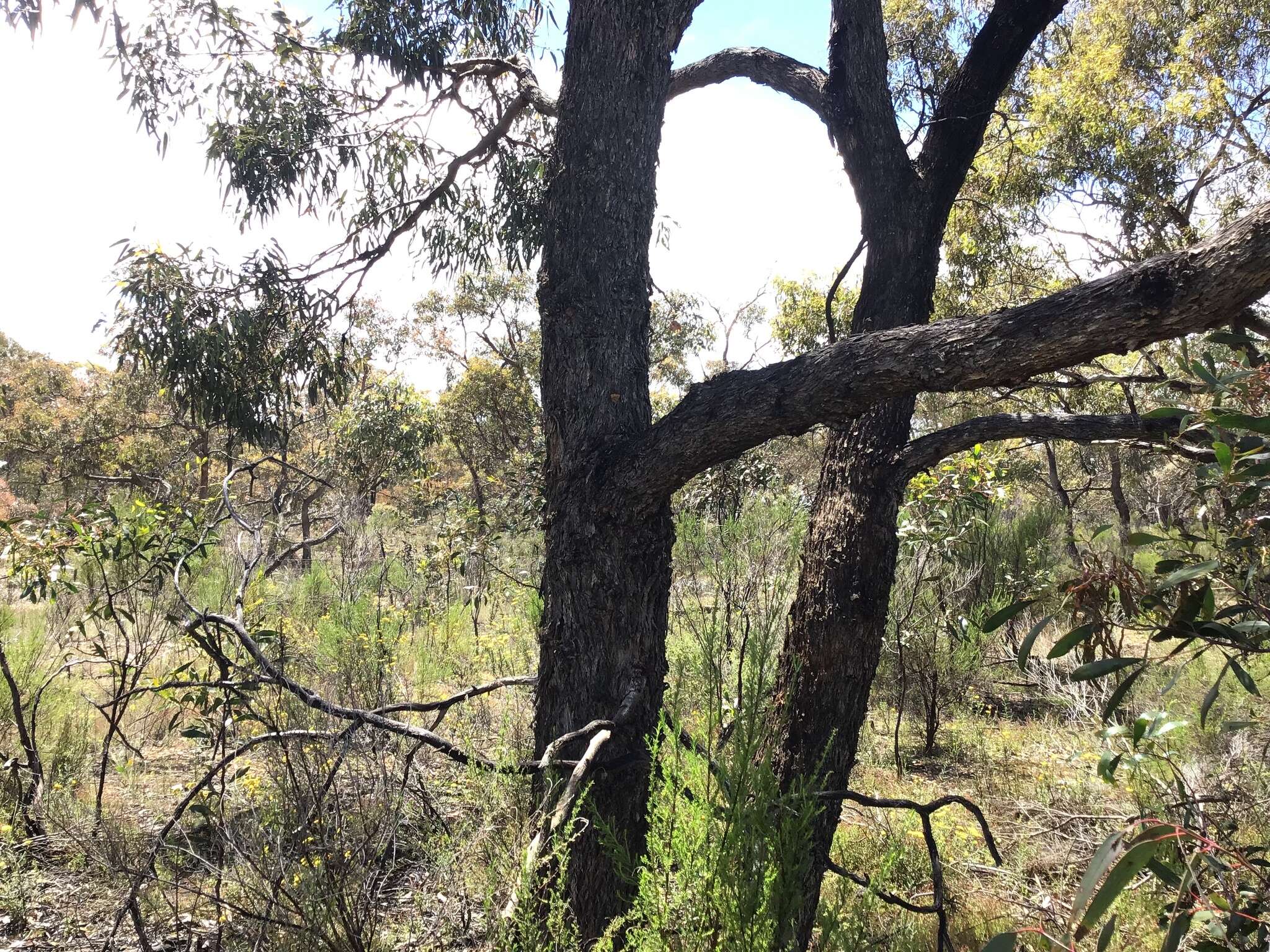 Image of Eucalyptus nortonii (Blakely) L. A. S. Johnson