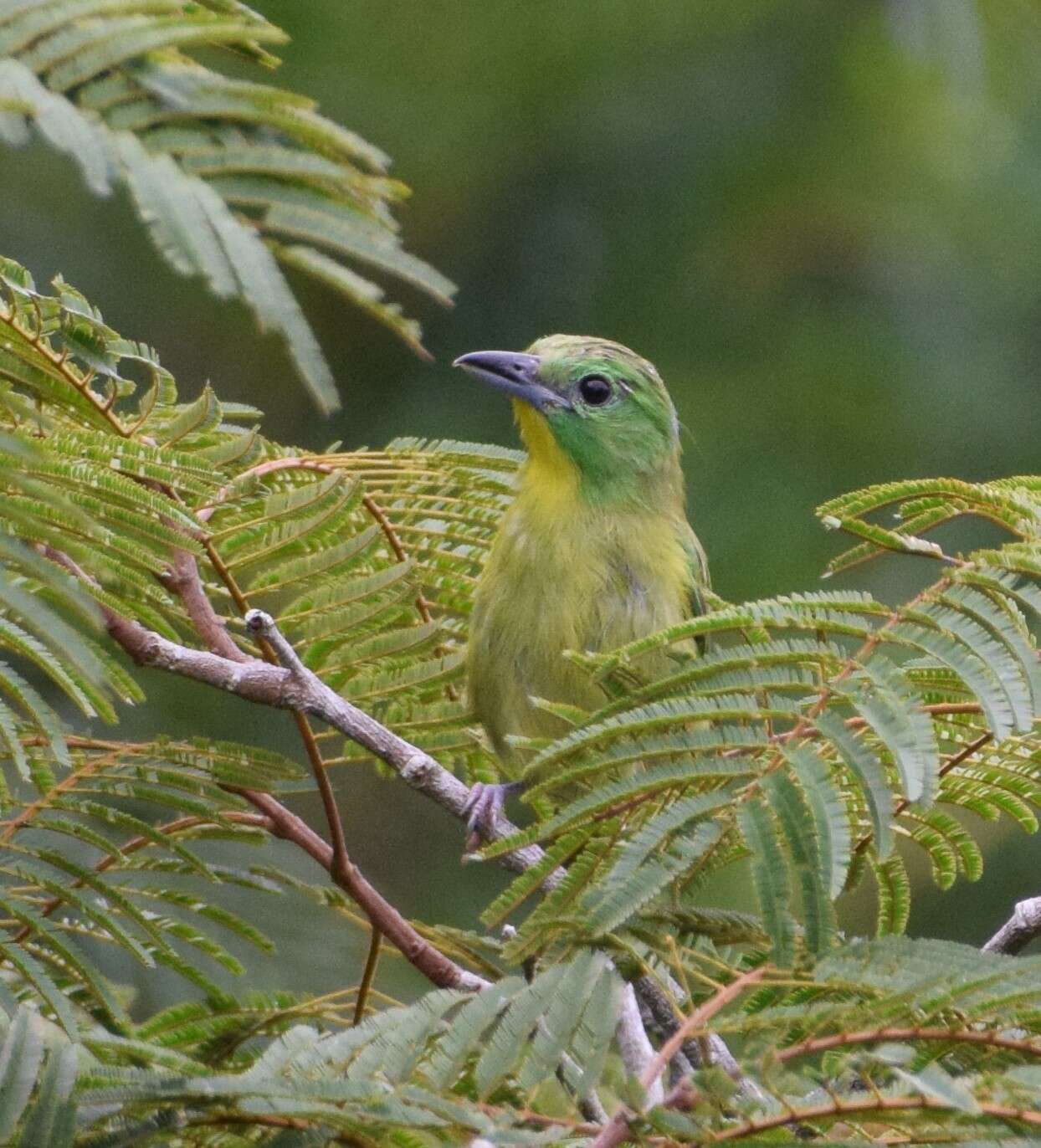 Image of Green Shrike-Vireo