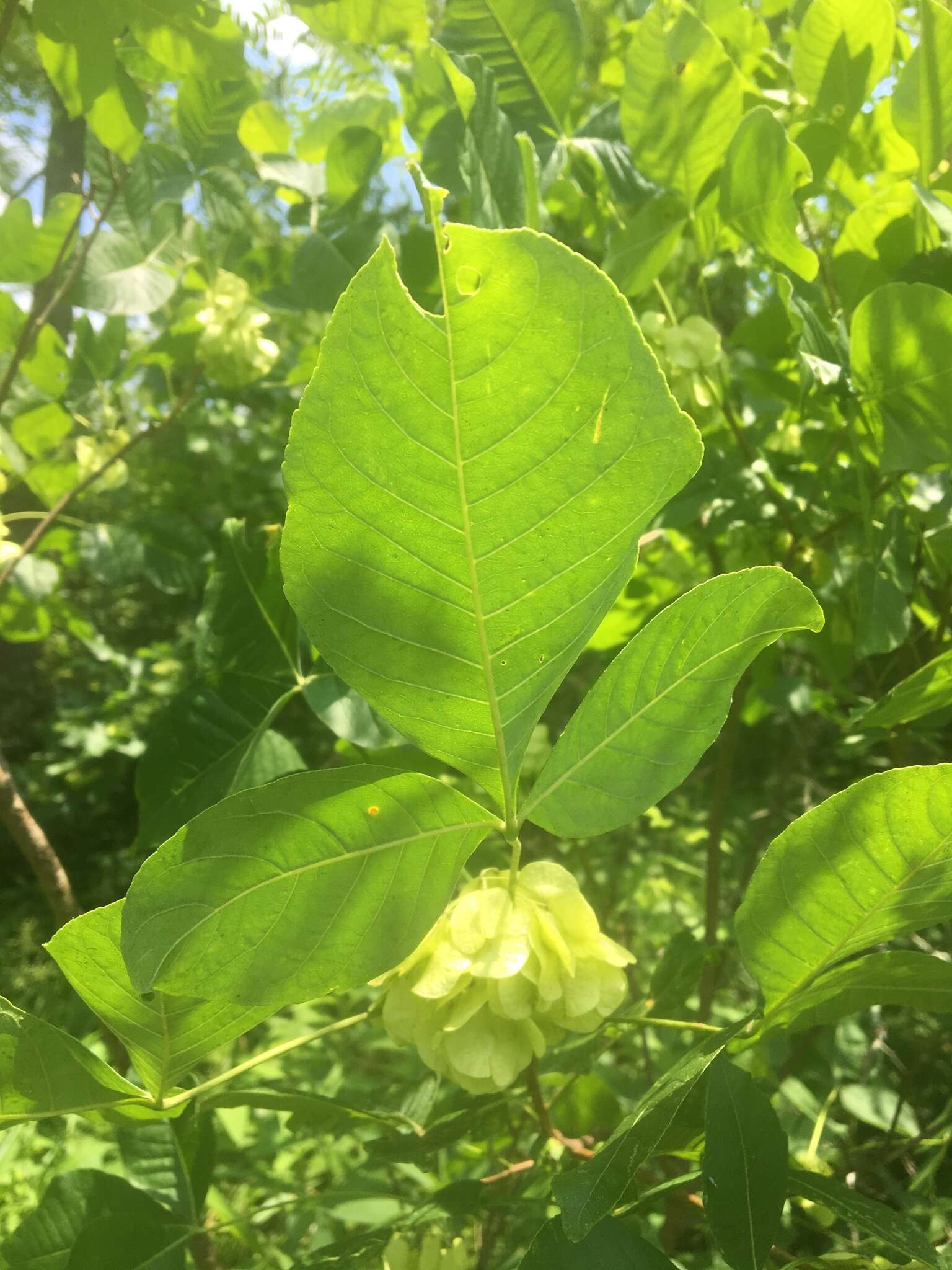 Image of Ptelea trifoliata var. mollis Torr. & Gray