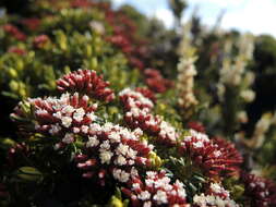 Ozothamnus ledifolius (A. Cunn. ex DC.) Hook. fil. resmi