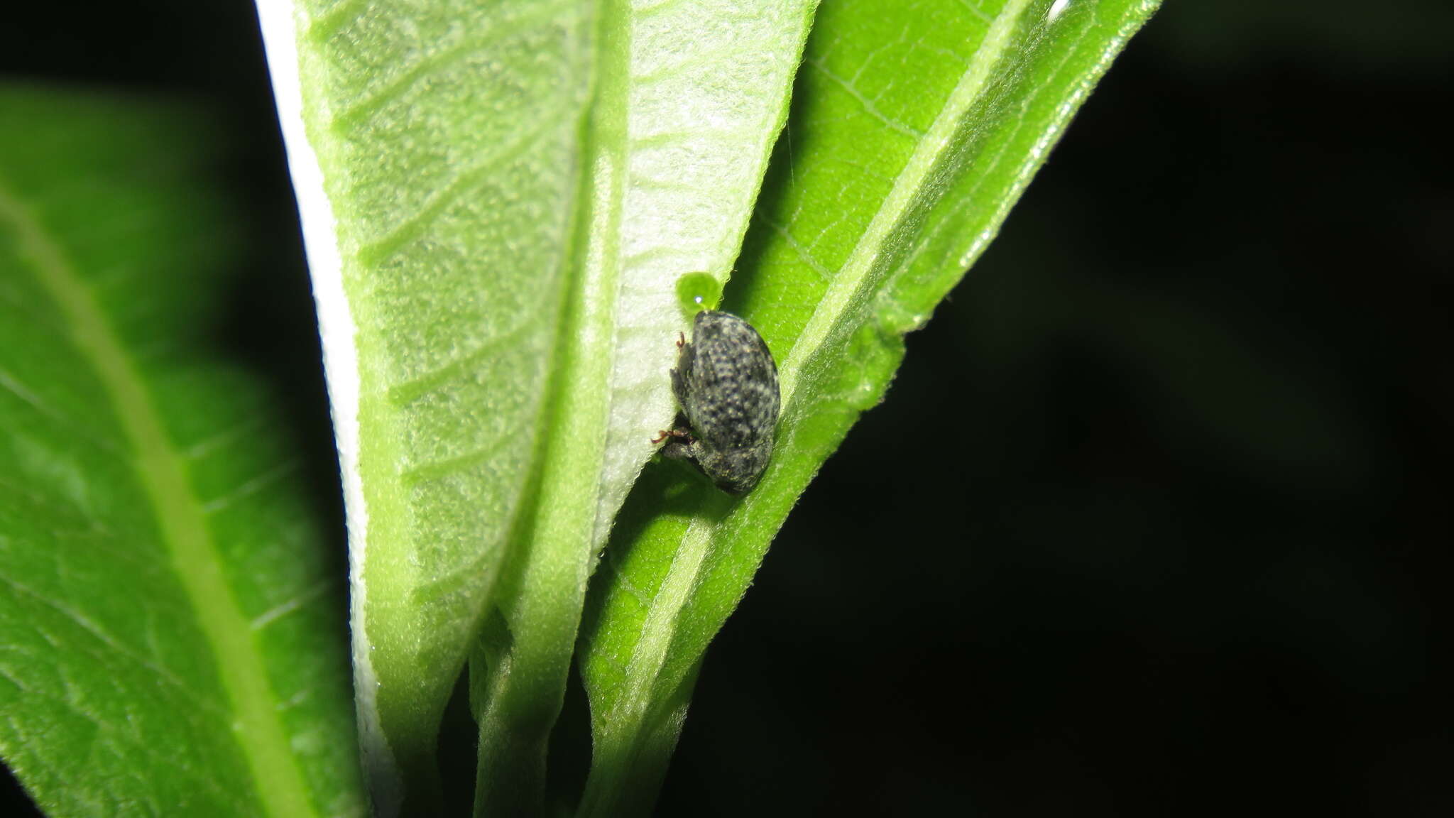Image of Milkweed Stem Weevil