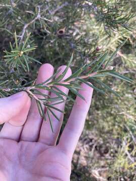 Image of Hakea circumalata Meissn.