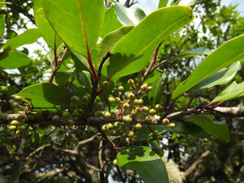 Image of Ilex wightiana Wall.