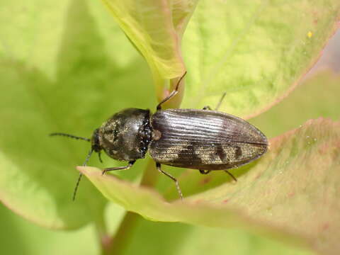 Image of Prosternon viduum (W. J. Brown 1936)