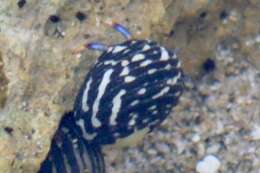 Image of blue-legged hermit crab