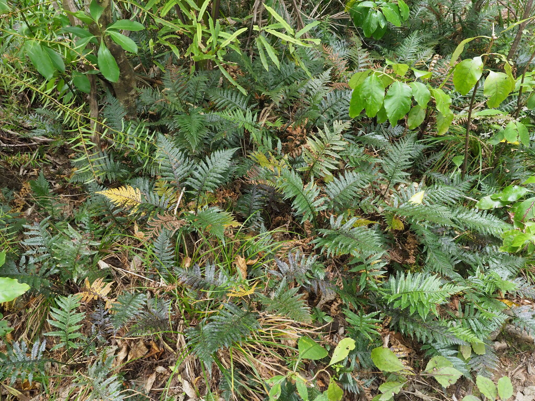 Image of Diploblechnum fraseri (A. Cunn.) De Vol