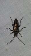 Image of Mottled Longhorned Beetle