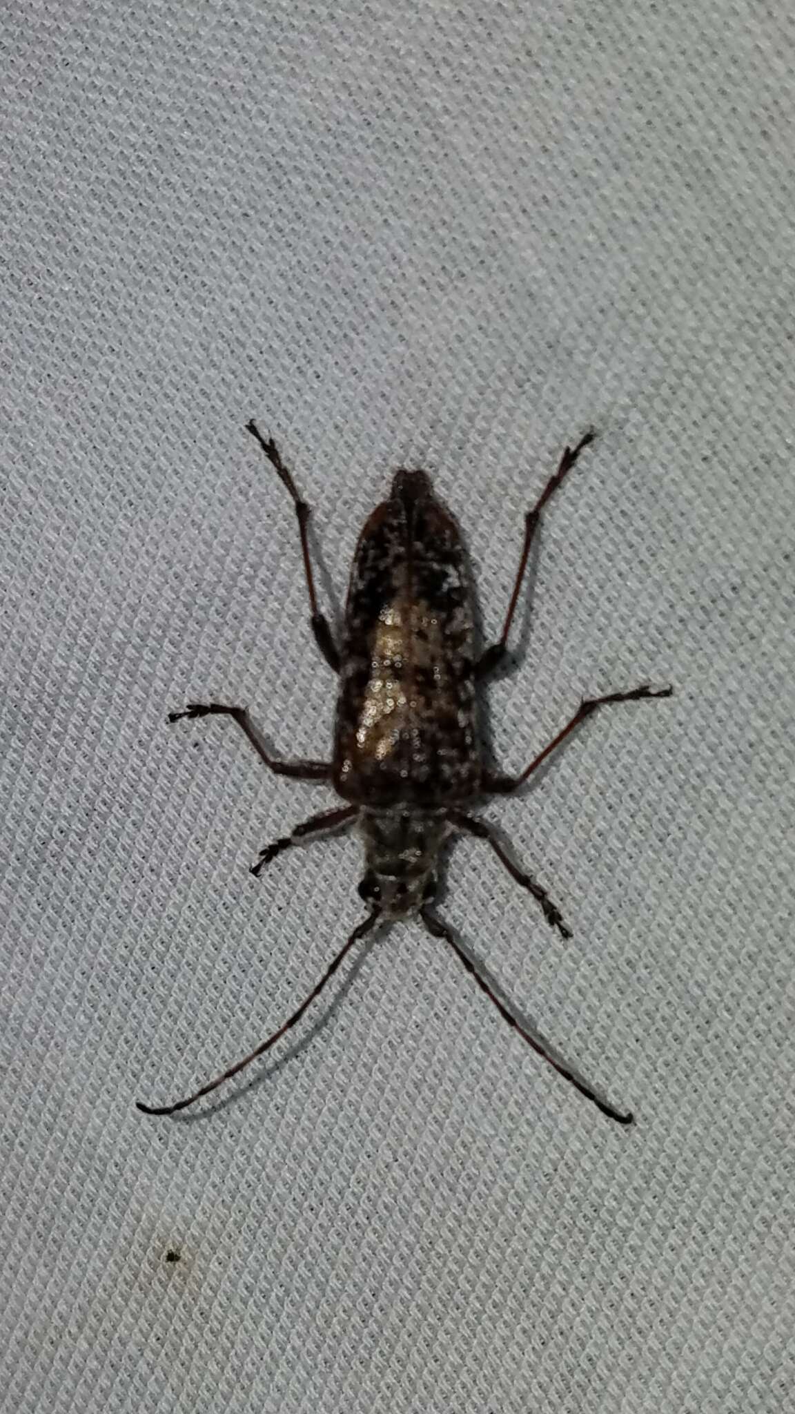 Image of Mottled Longhorned Beetle