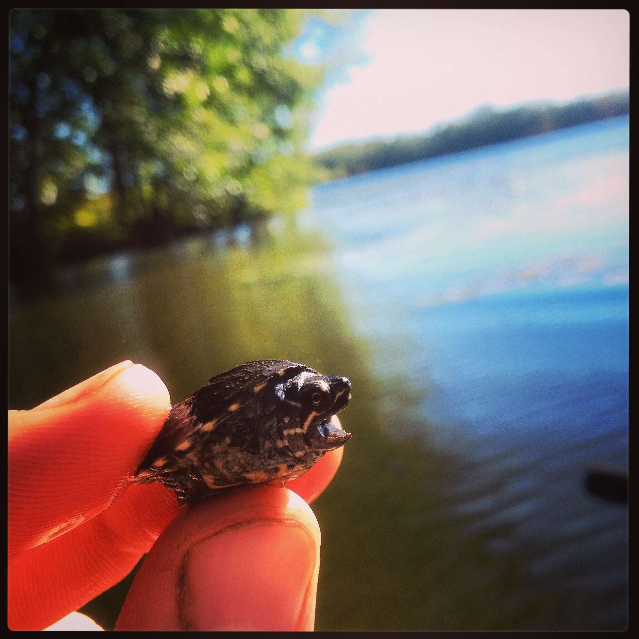 Image of Common Musk Turtle