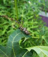 صورة Trichonephila antipodiana (Walckenaer 1841)