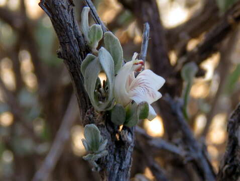 Image of Justicia incana (Nees) T. Anders.