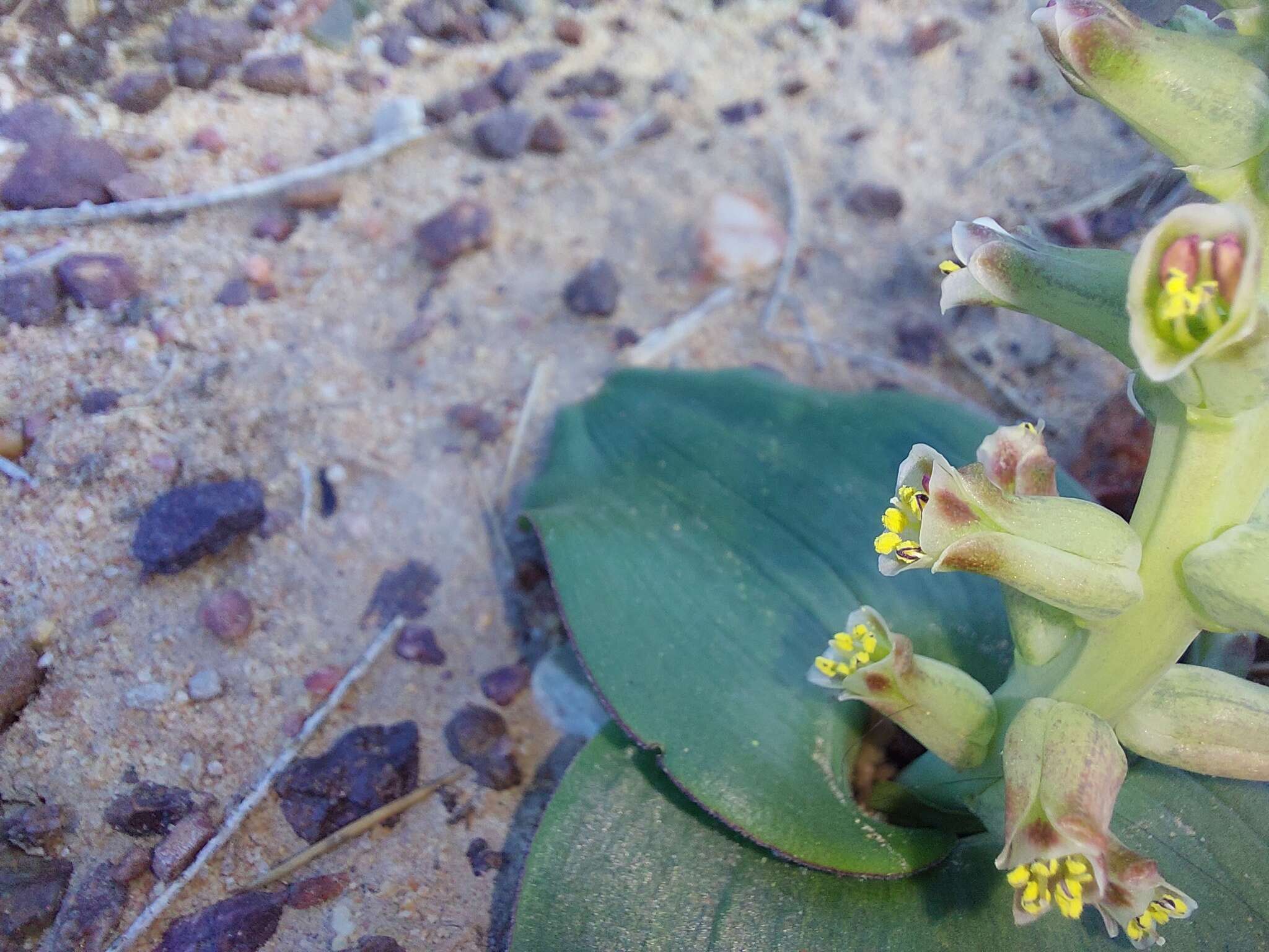 Image of Lachenalia undulata Masson ex Baker