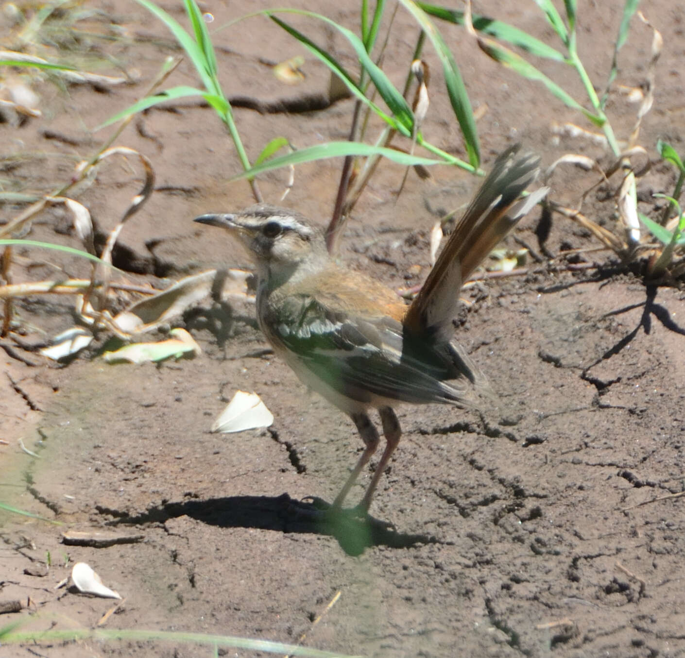 Image of White-browed Scrub Robin