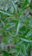 صورة Eremophila serrulata (A. DC.) Druce