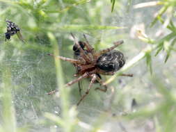 Image of Agelena labyrinthica (Clerck 1757)