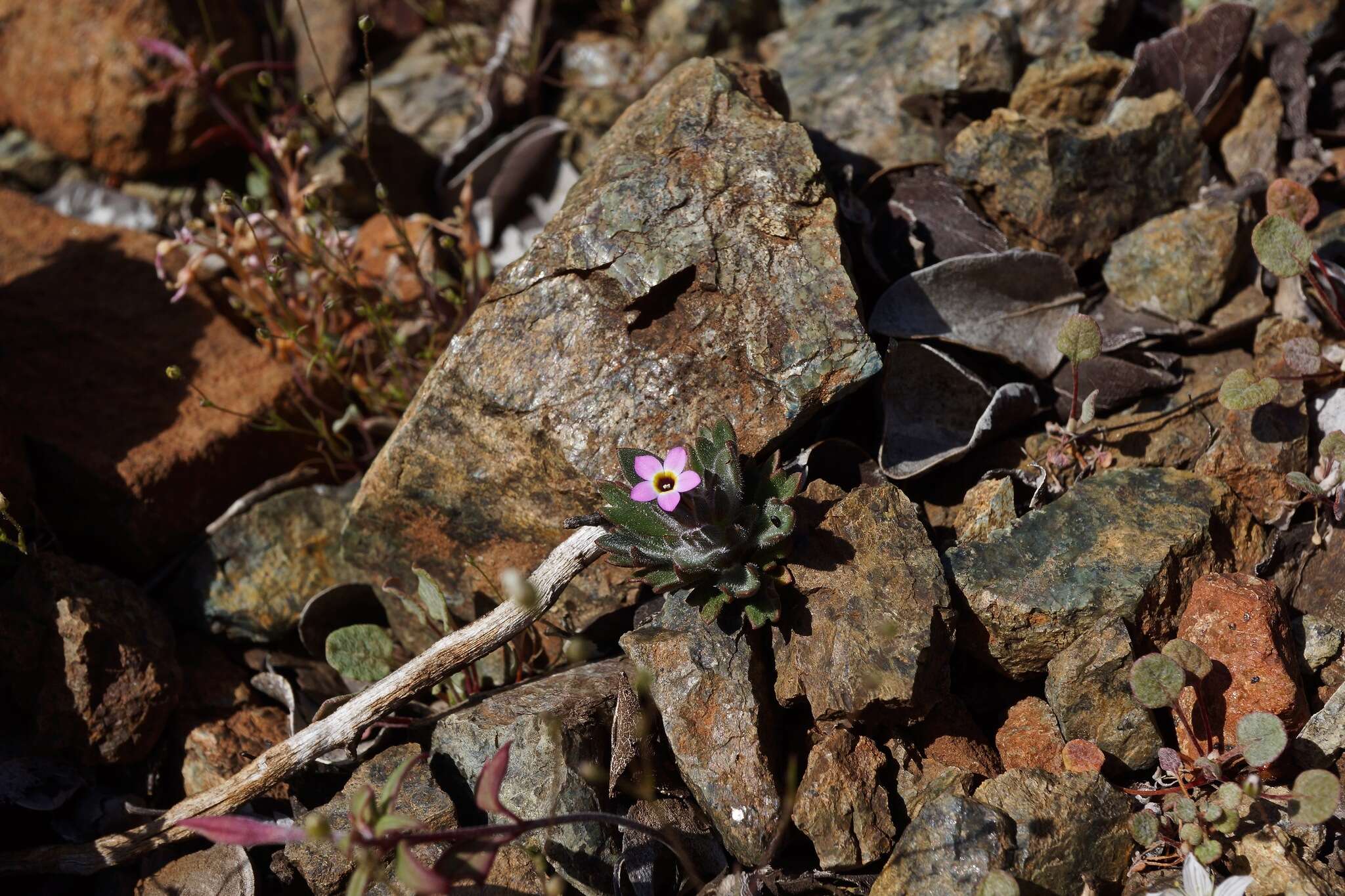 Image of serpentine collomia