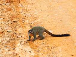 Image of Black-headed Night Monkey