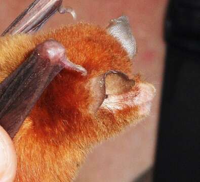 Image of Mexican Greater Funnel-eared Bat