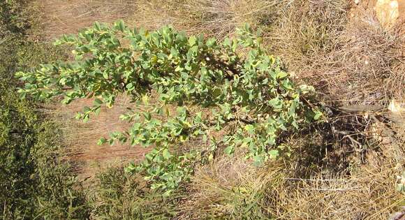 Image of Lopholaena coriifolia (Sond.) Phillips & C. A. Smith