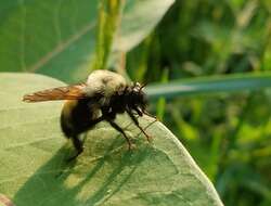 Image of Laphria thoracica Fabricius 1805