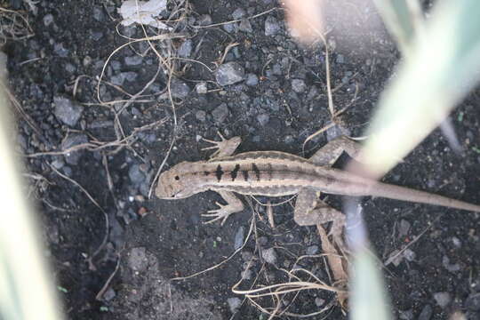 Image of Knobbed Pacific Iguana