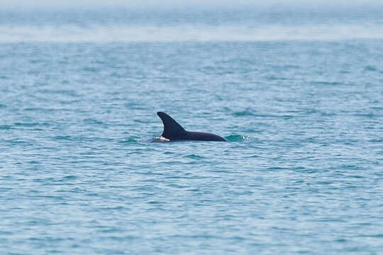 Plancia ëd Tursiops truncatus ponticus Barabash-Nikiforov 1940