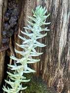 Слика од Petrosedum Grulich