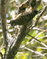 Image of Sulawesi Pygmy Woodpecker