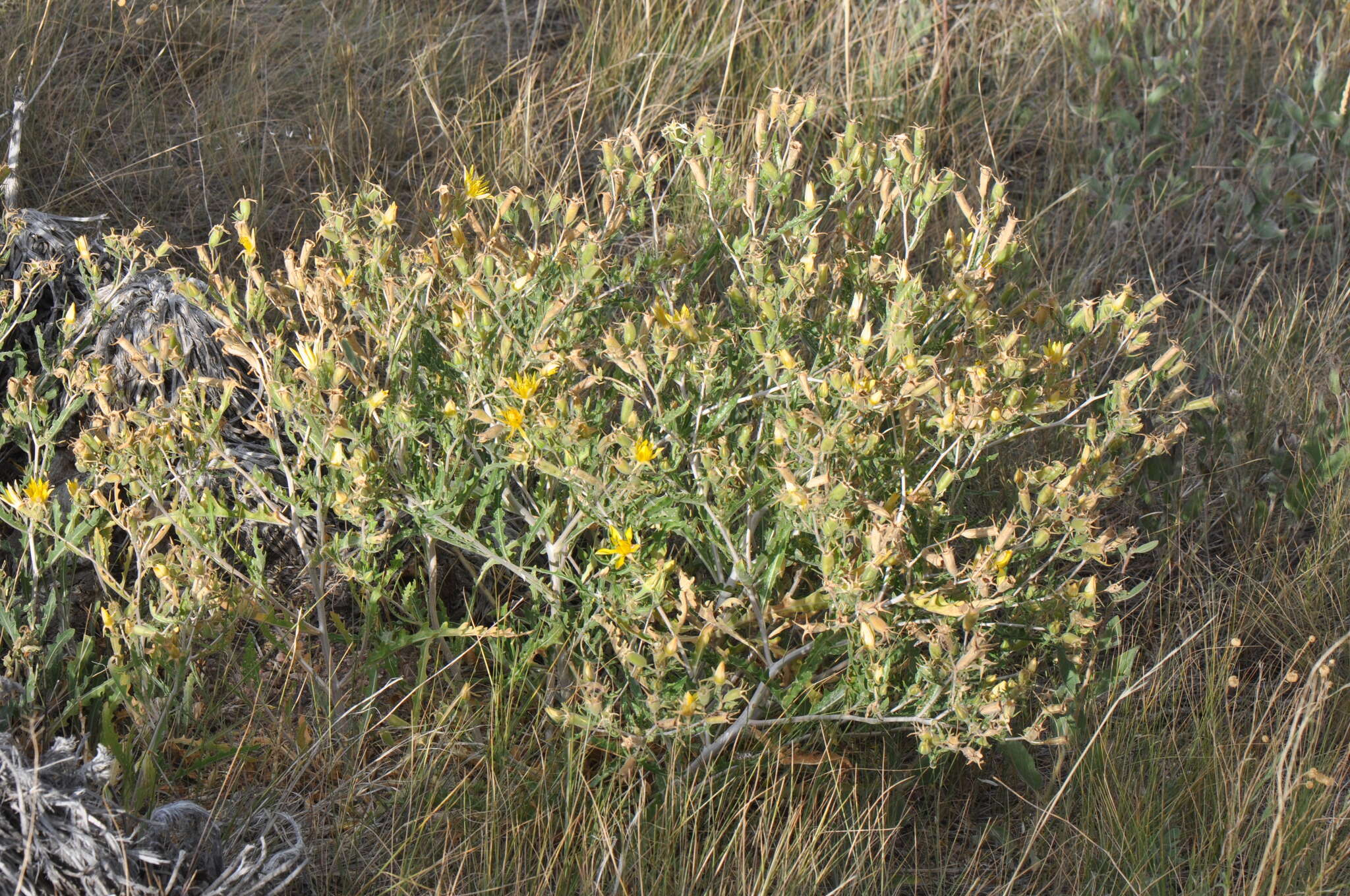 Image of jeweled blazingstar