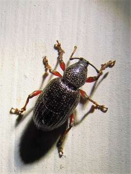 Image of Cribrate Weevil