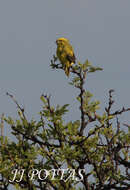 Crithagra flaviventris marshalli (Shelley 1902)的圖片