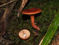 Plancia ëd Lactarius eucalypti O. K. Mill. & R. N. Hilton 1987