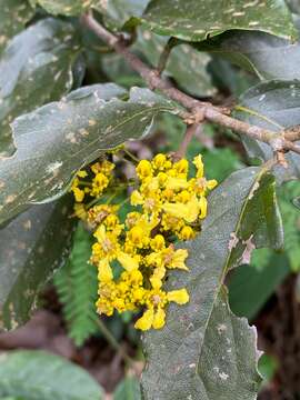 Bronwenia ferruginea (Cav.) W. R. Anderson & C. Davis的圖片