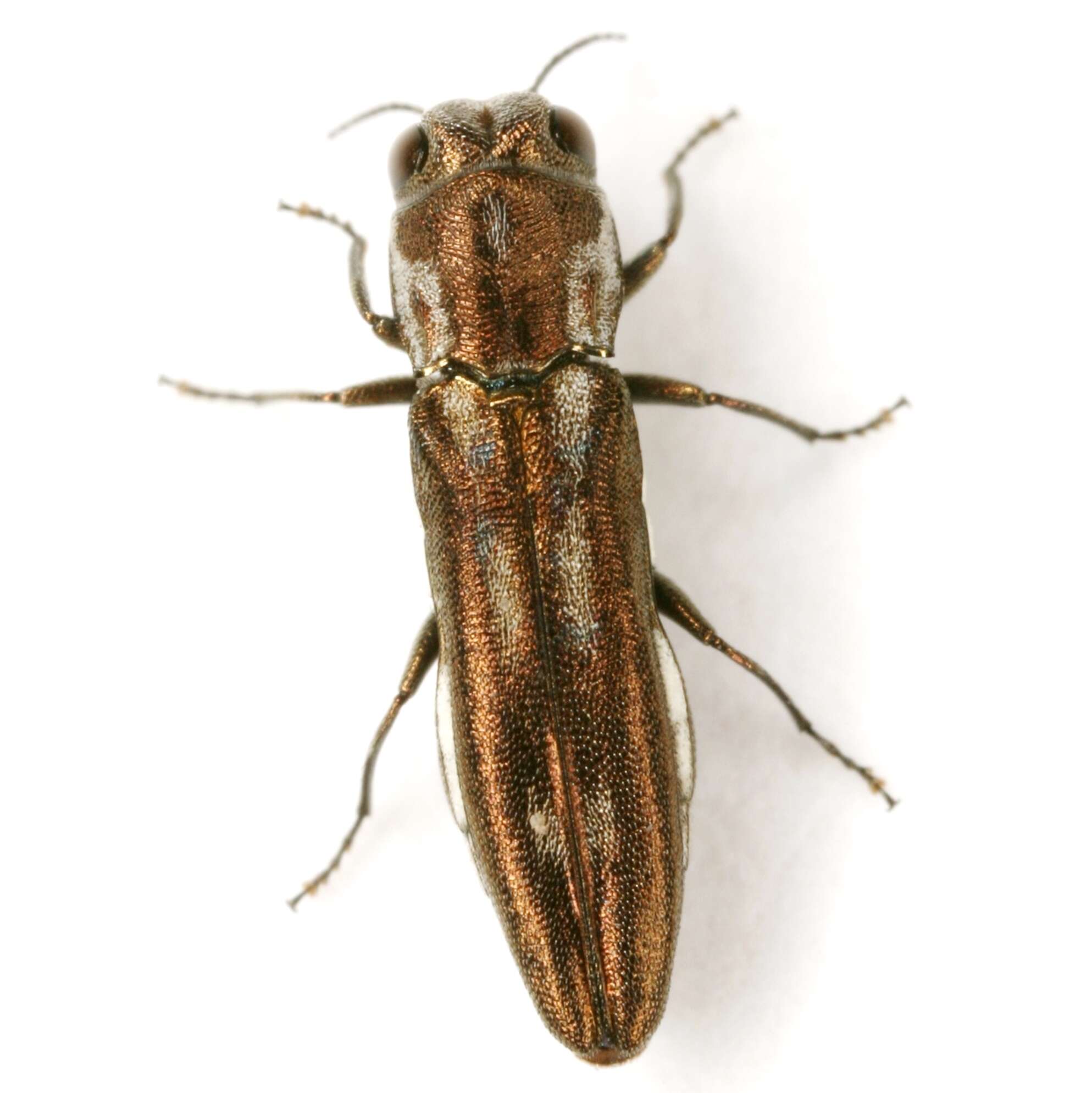 Image of Agrilus addendus Crotch 1873