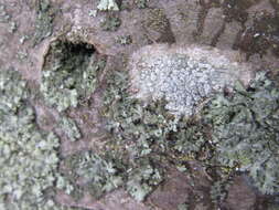 Image of rim lichen