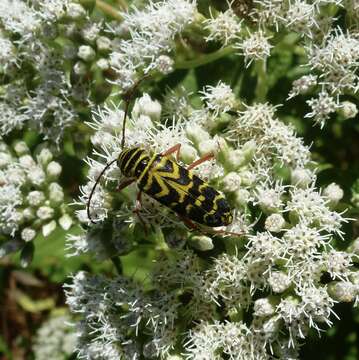 Image of Locust Borer