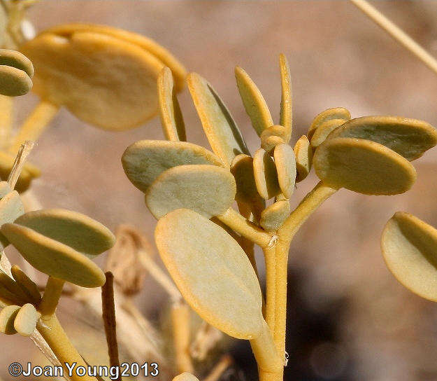 Image of Tetraena decumbens (Delile) Beier & Thulin