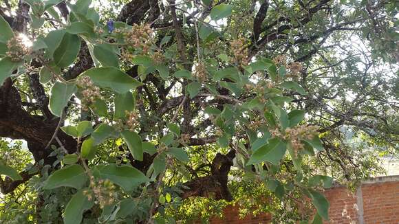 Image of Ehretia latifolia Loisel.