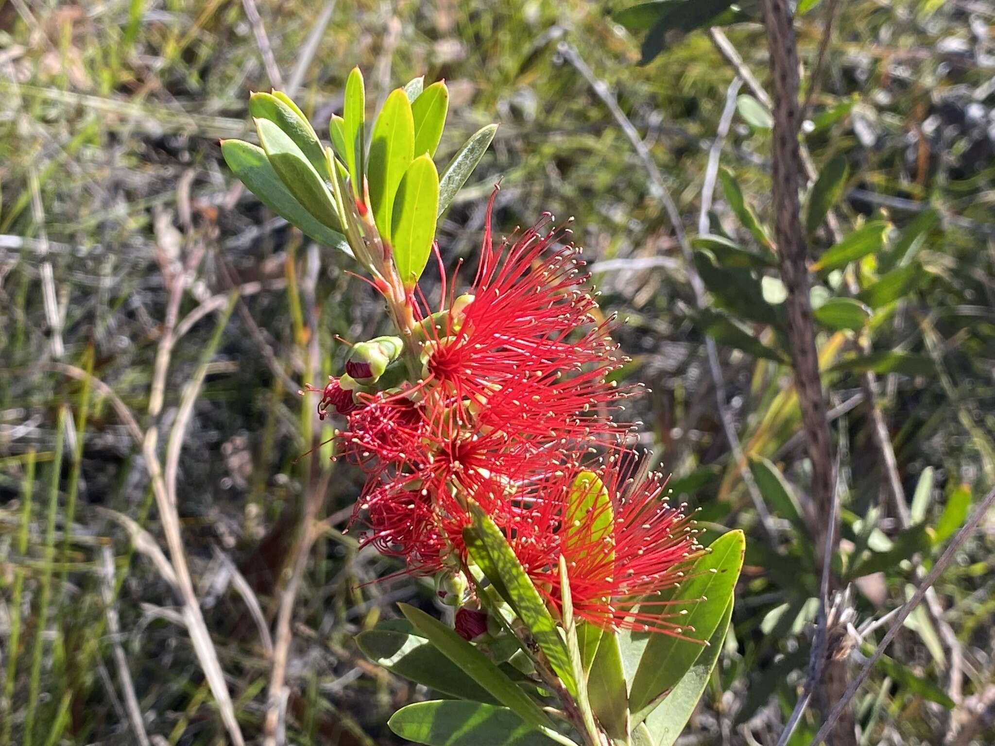 Image of Wallum bottlebrush