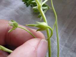 Image of New Zealand geranium