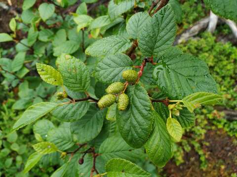 Imagem de Alnus alnobetula subsp. fruticosa (Rupr.) Raus