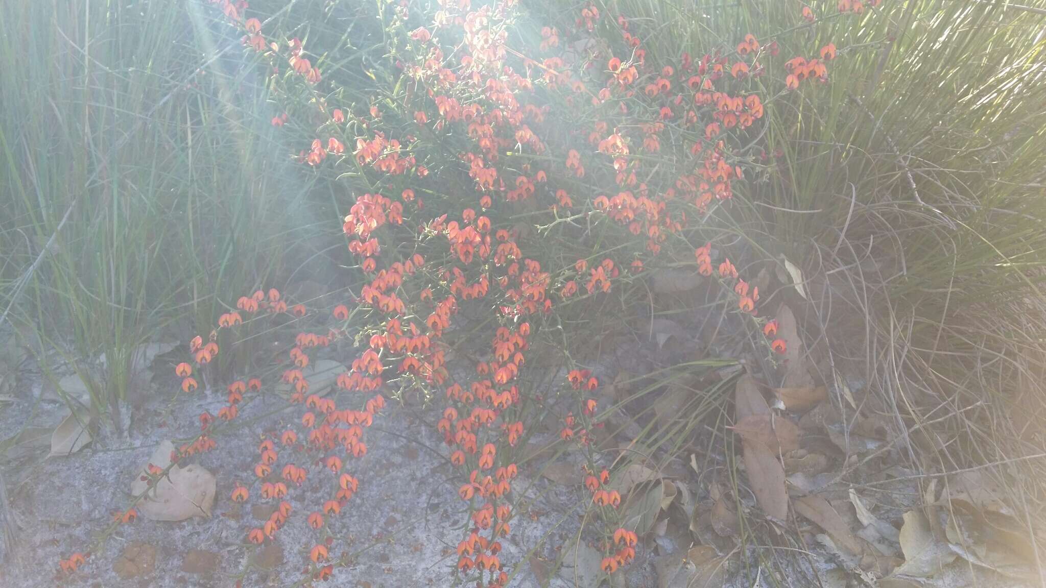 Image of Daviesia incrassata Sm.