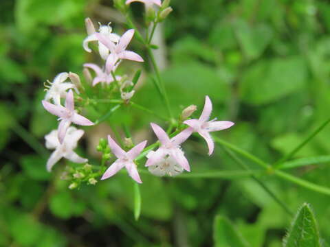 Image of diamond-flowers