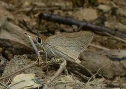 Image of Mediterranean Skipper