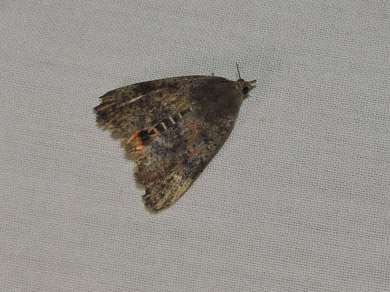 Image of Moth