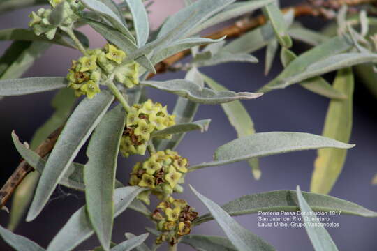 صورة Buddleja sessiliflora Kunth