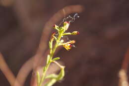 Image of Cleome amblyocarpa Barr. & Murb.