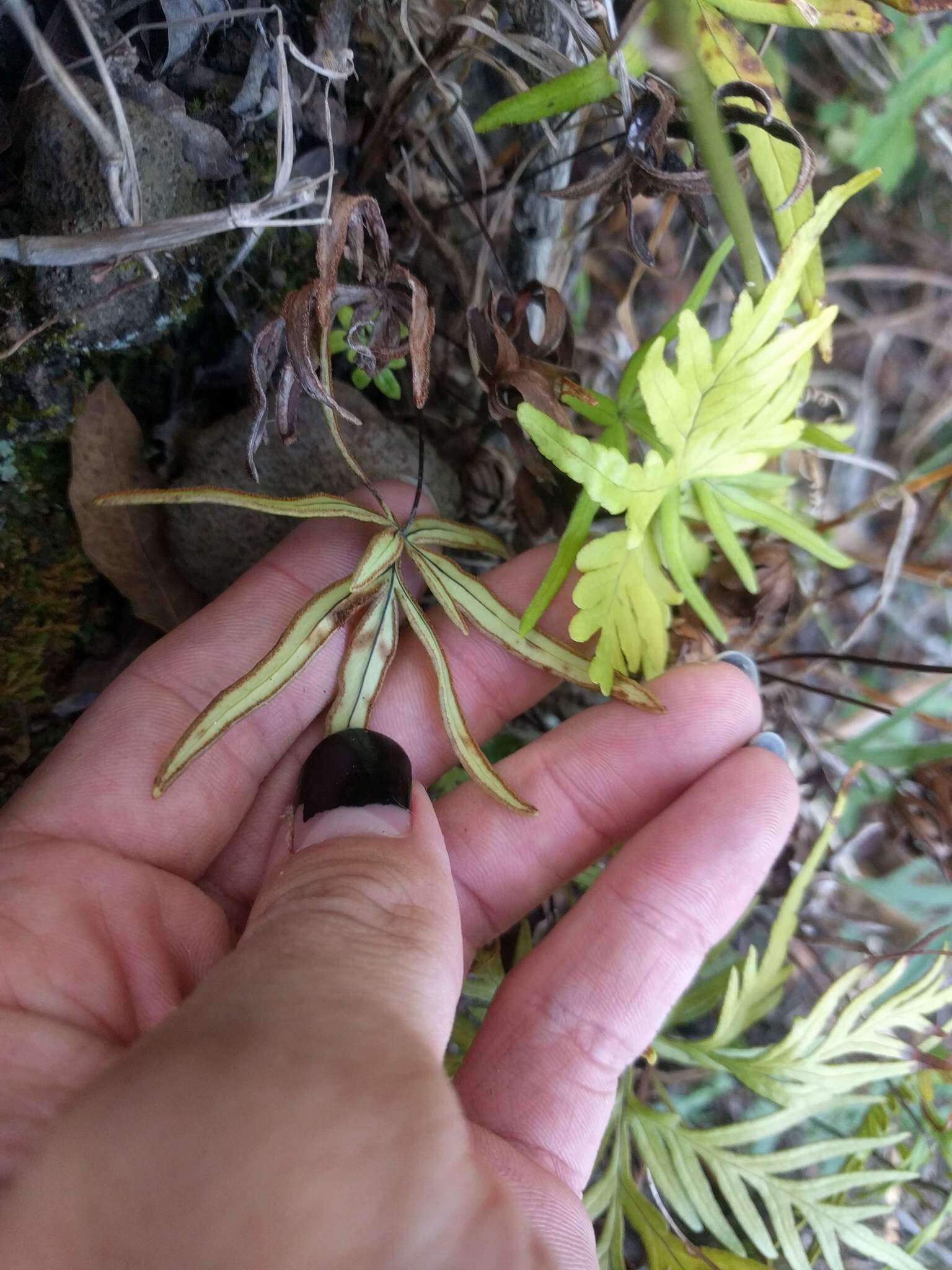 Image of Waianae Mountain digit fern
