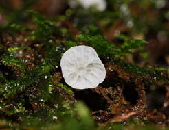 Image of Rimbachia bryophila (Pers.) Redhead 1984