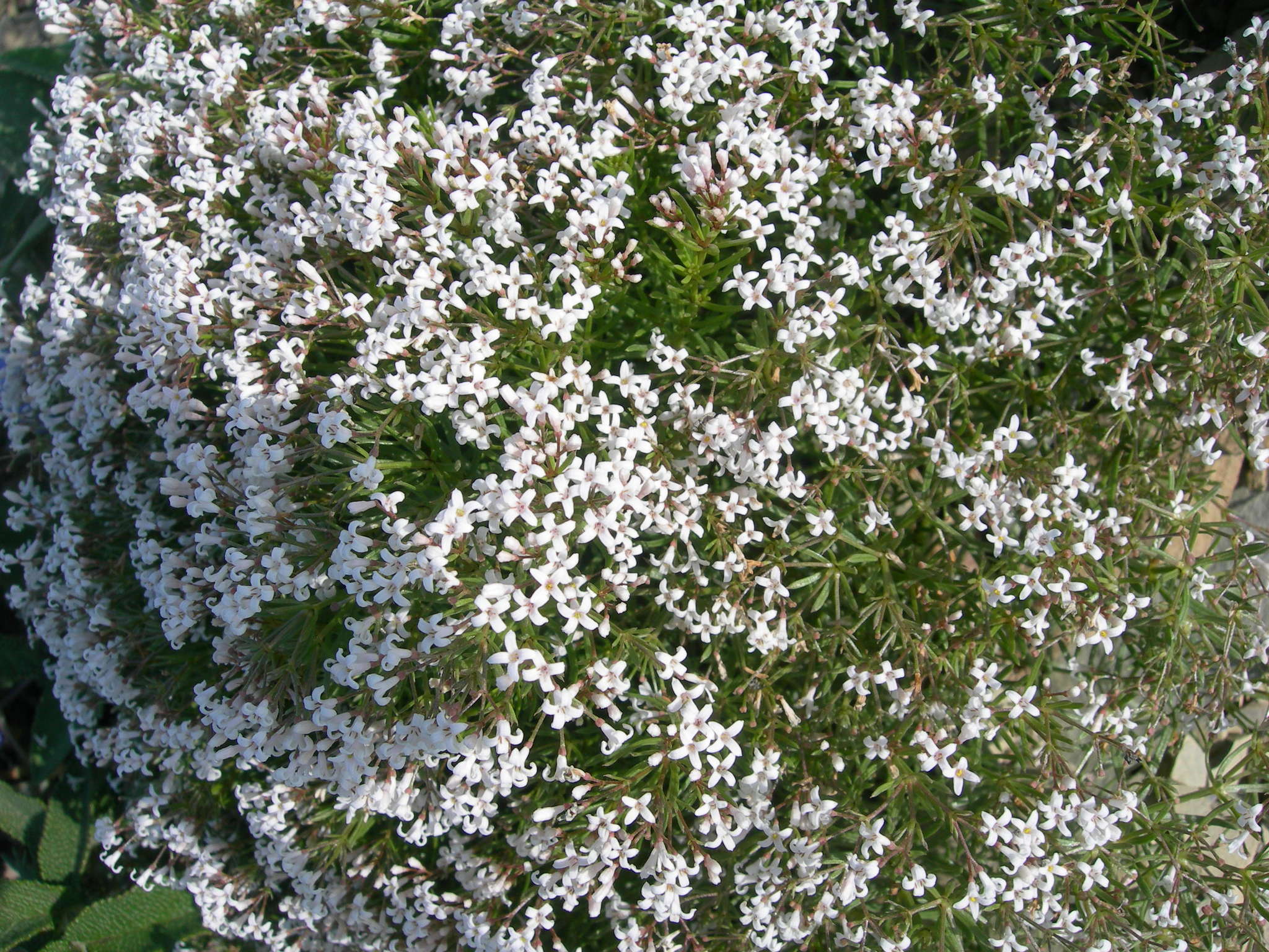 Image of Asperula cretacea Willd. ex Roem. & Schult.